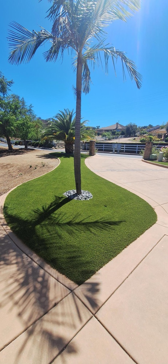 Curved turf island with palm tree along a driveway in North County San Diego